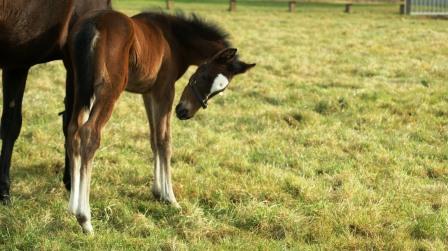 2012 filly by Shamardal